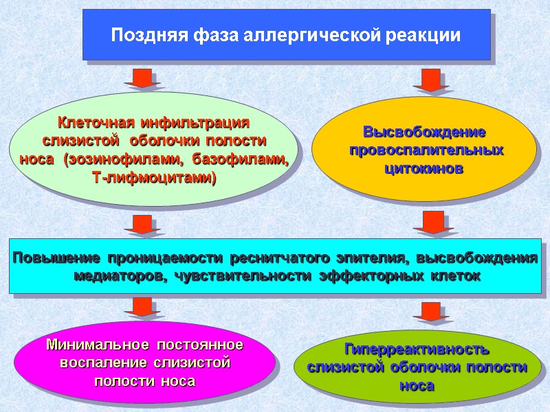 Поздняя фаза аллергической реакции Клеточная инфильтрация слизистой  оболочки полости носа  (эозинофилами, базофилами,